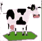 lavache